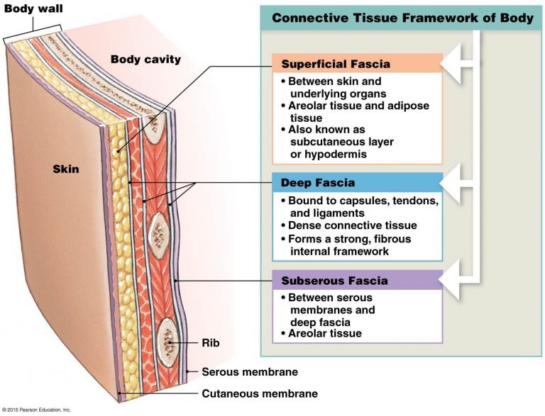 Myofascial Release and Face Yoga what’s it all about? Bodytree